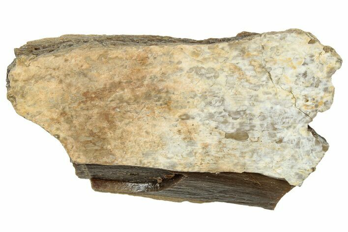 Fossil Tyrannosaur (T rex) Bone Section - Wyoming #314005